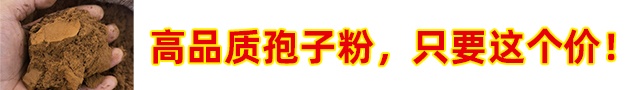 L2级辅助驾驶强制性国家标准征求意见启动 华为、小米、比亚迪、特斯拉等参与制定